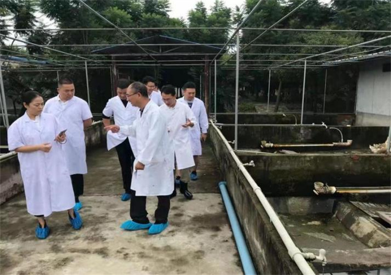 发展白鹅养殖产业