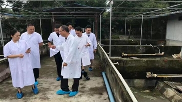 发展白鹅养殖产业 乡村振兴引颈高歌